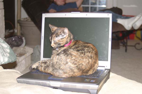 cat on a computer
