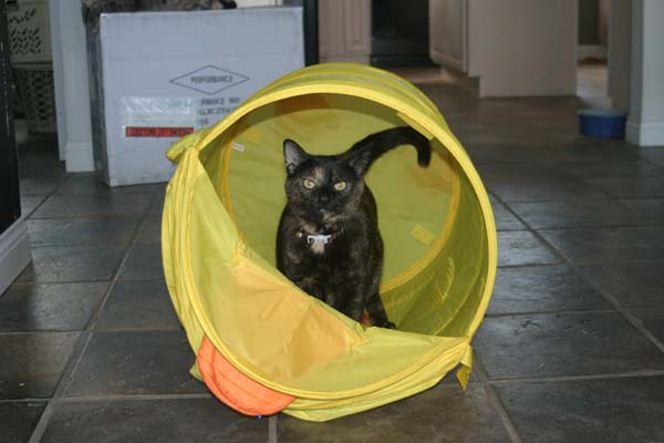 cat in a play tunnel